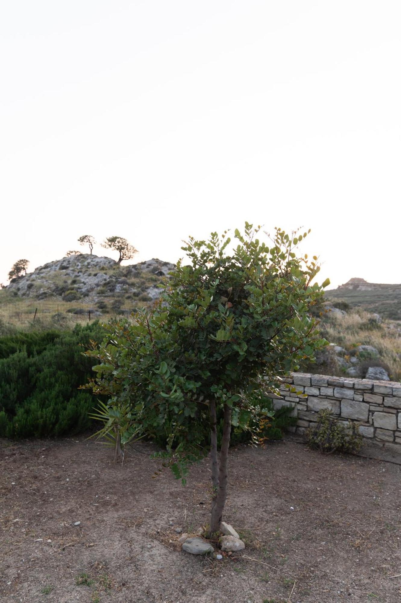 Carob Villa Moírai Eksteriør billede